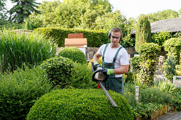 How Our Tree Care Process Works  in  Morganfield, KY